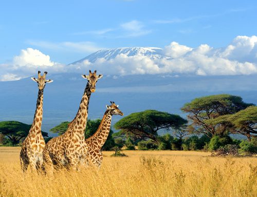 Experience the World’s Most Exciting Luxury Wildlife Safaris